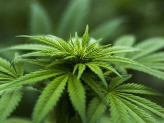 Zorgt de regulering van wietteelt ervoor dat we smoken normaal gaan vinden?