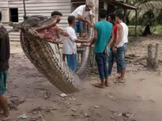 Man vecht met python van zeven meter lang