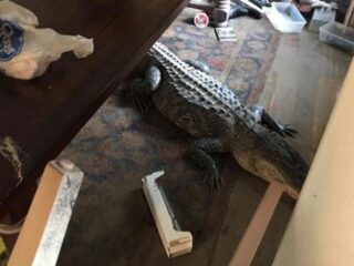 Man vindt alligator in zijn huis