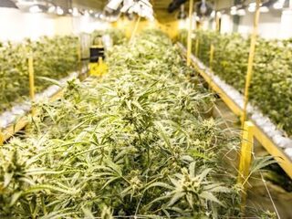 Oeps: meisje verklapt op kinderopvang vaders hennepkwekerij