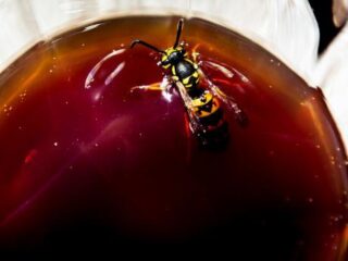 Wespenhel wordt komende weken veel erger