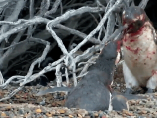 VIDEO: Pinguïn vecht hardcore voor vrouwtje dat vreemdging