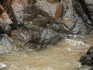 Olifanten omgekomen terwijl ze elkaar probeerden te redden