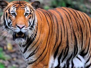 Hoestende tijger in dierentuin New York heeft coronavirus