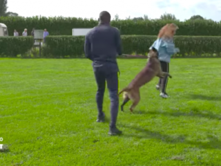 Ta Joela aangevallen door politiehond in First Fear