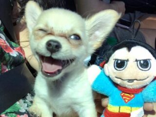 Chihuahua gevonden op vliegveld met hartverscheurend briefje