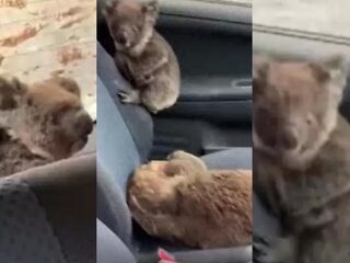 Australische tieners redden tientallen koala's met auto