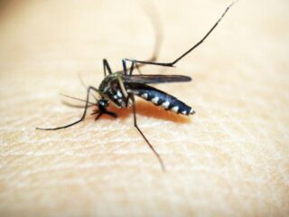 Het muggenprobleem wordt steeds groter: deze 4 tips werken wél