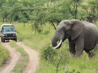 Stroper aangevallen door olifant en opgegeten door leeuwen