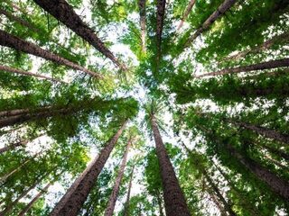 Ierland gaat 440 miljoen bomen planten in twintig jaar