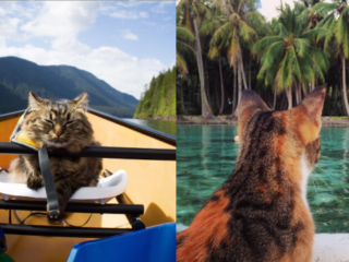 5x Schattige katten die de wereld rondreizen met hun baasje