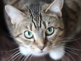 Internationale Kattendag met kattenkiekjes