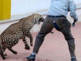 Scary! Mannen worden aangevallen door luipaard in India