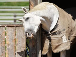 Reporter en paardenliefhebber Celine ging langs een paardenslachterij