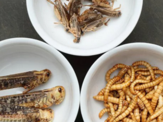 Eerste insectenbar van Europa geopend in Amsterdam