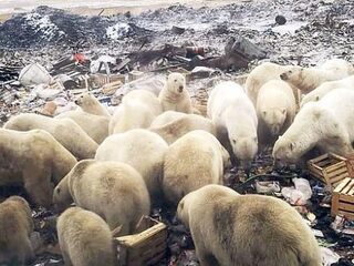 Ijsbereninvasie terroriseert Russisch dorp