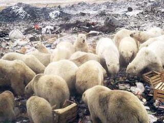 Ijsbereninvasie terroriseert Russisch dorp