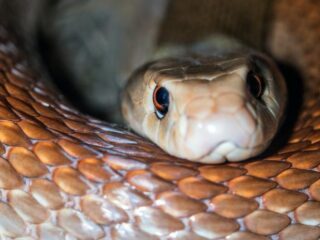 Giftige cobra duikt op in Amersfoortse sportschool