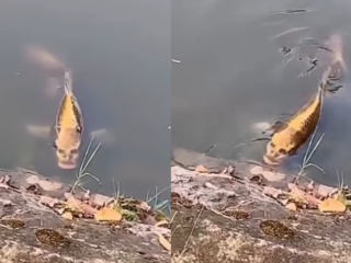 Chinese toerist filmt vis met menselijk gezicht