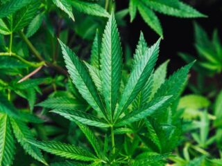 Kind krijgt marihuanataart in plaats van Disneytaart