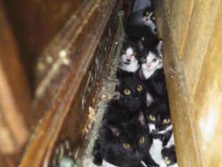 Politie vindt 130 katten in appartement Parijs