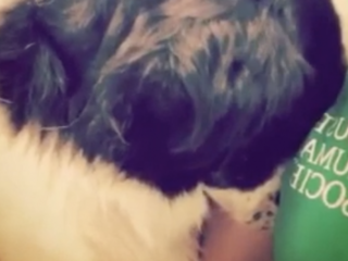 Dit hondje is teleurgesteld omdat baasjes hem achterlieten in een dierenasiel