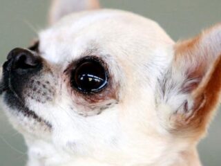 Burenruzie: rondslingerende chihuahua en een buurvrouw onder de hondenpoep