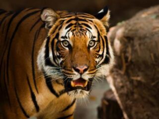 Stiekeme wietrokers treffen tijger aan in verlaten huis