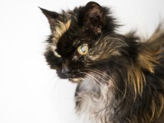 Japanse zwerfkat wordt verdacht van poging tot moord