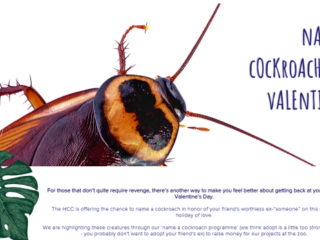 Kakkerlak vernoemen naar je ex-vriend(in) voor Valentijnsdag