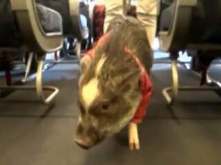 Amerikaanse vrouw neemt haar varken mee het vliegtuig in voor emotionele steun