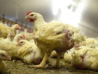 Welzijn kippen bij fastfoodketens nog steeds heel slecht