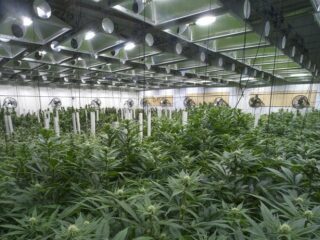 Belgische politie vindt wietplantage in een brug