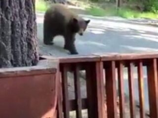 Viral: vrouw filmt hoe beer inbreekt in haar vakantiehuis terwijl ze binnen zit