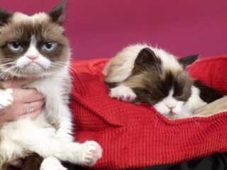 Internetsensatie Grumpy Cat (7) overleden aan blaasontsteking