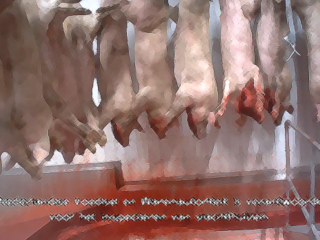 Schokkend: dieren ook levend gekookt en gevild in Nederlandse slachthuizen