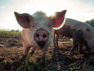 'Vermiste boer vermoedelijk opgegeten door eigen varkens'