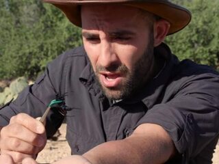 Man laat zich steken door één van de pijnlijkste wespen ever