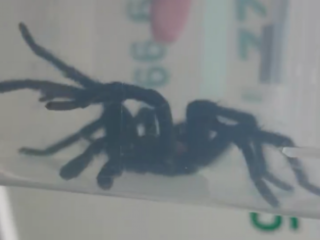 Hoe een toerist aan een vogelspin ontsnapt in Amsterdams hotel