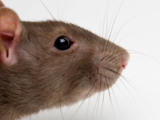 Rotterdam krijgt een speciaal 'rattenparadijs'