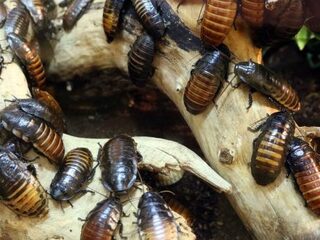 Boze verplegers laten lading kakkerlakken los in Italiaans ziekenhuis