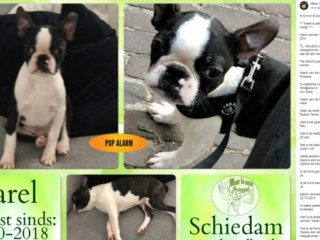 Inbrekers stelen ook puppy Karel terwijl baasje ligt te slapen