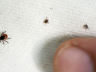 Steeds meer tekenbeten in Nederland, speciale app moet helpen