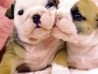 Problemen met bae? Puppyfoto's zijn goed voor je relatie