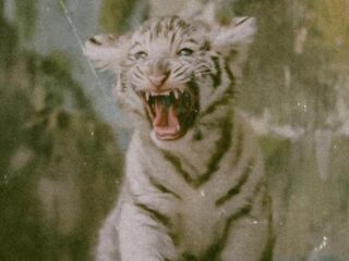 Trey Songz en Tory Lanez droppen Wild Thoughts remix waar je het warm van krijgt