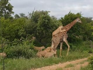 Bizar hoe deze giraffe vier uur durende aanval van leeuwen overleeft