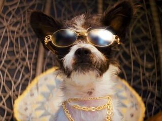 Snoop Dogg dropt nieuwe videoclip Toss It