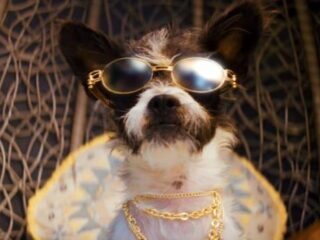 Snoop Dogg dropt nieuwe videoclip Toss It