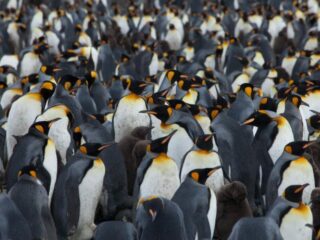 Biologen onwel door lachgas uit poep van pinguïns