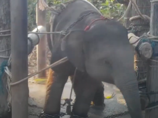 World Animal Protection waarschuwt na vreselijk olifantenfilmpje: 'Boek geen excursies met dieren!'
